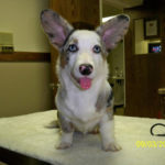 Thumper of Texas