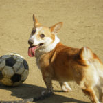 Action Cam:  Soccer Corgis!