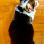 Puppy Cam:  drumsticklets special!