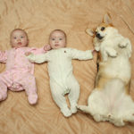 Corgi Bellies!