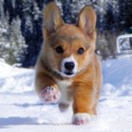 Pure pup-fection:  Peaches!