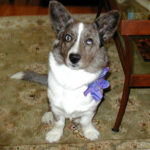 Maple of Washington