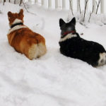 Butt Cam:  Snow Patrol!
