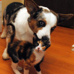 Simon and Sophie