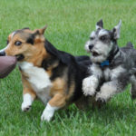 Guinness thwarts a tackle!