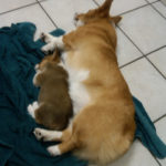 Sleepin’ off the Superbowl?