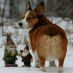 Gnome Cam!