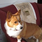 Blog Dog Cameo:  Emma!