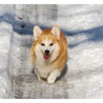 Frosty Pawz!