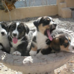Puppy Cam:  Four lil’ Cardis!