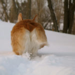 In Memoriam:  Hoagie
