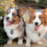 Cardi Cam:  Jon Farleigh and Dewi!