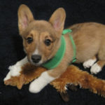 Oliver Barkwell of Texas