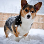Corgi-tude Cam:  Preston!