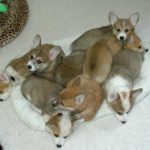 Puppy Cam!