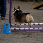 Agility Cam:  Riley!