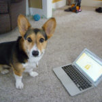 Daily Corgi Cam:  Winnie!