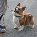 Japan’s Rescued Rooftop Corgi