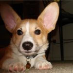 Saturday Smiler:  Nemo!