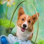 It’s the Easter Corgi, Charlie Brown!