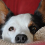 Cardi Cam:  Toby!