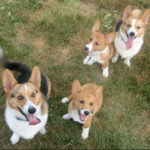 Zubie, Crash, Lily & Marshall of Virginia