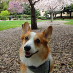 Benny of California