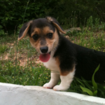 Brody of Tennessee