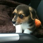 Puppy Cam:  Brody!