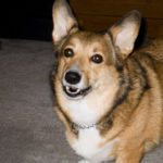 Helping Paws for Harleigh – TOUCHDOWN!!