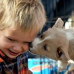 Kids n’ Corgis Cam!