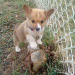 Lucy of Pennsylvania