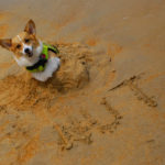 Beach Cam:  Peanut Butter!
