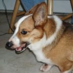 Bella Update!