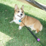 Bella UPDATE:  There’s no cancer!