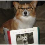 We always knew Corgis were smart …