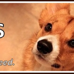 Hero for Corgis:  Paige Davis!