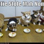 LOL Corgi!