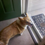 Helping Paws for Kipper:  GOAL!!
