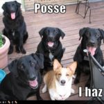LOL Corgi!