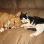 Sleeping Corgis (and a few cats) return on Saturday!