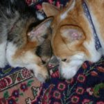 Tomorrow:  Sleeping Corgis!