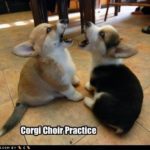LOL Corgi!