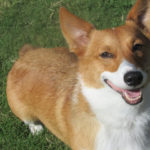 Smile Cam:  Cookie!