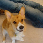 CorgiPals goes 501c3 … GOOD NEWS:  goal reached!!