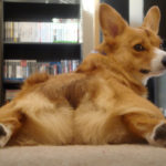 CorgiPals’ Calendar Caption Contest!