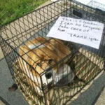 (No longer) Adoptable Fletcher of Michigan!