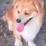 UPDATE:  Rescued male Corgi mix Kory — good news update!