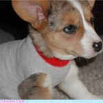 LOL Corgi!