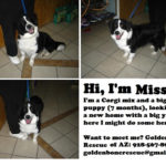 Arizona’s marvelous Missy lookin’ for a home!